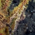 pipefish_ghost_robust_bhr_tam_v_0678_bal6640.jpg
